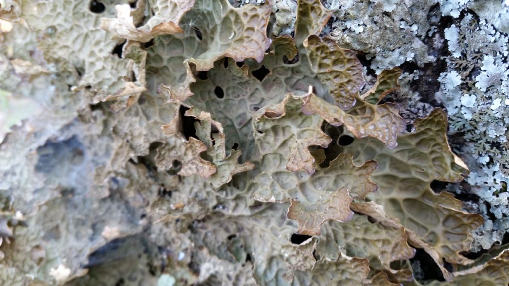 Che lichene ?