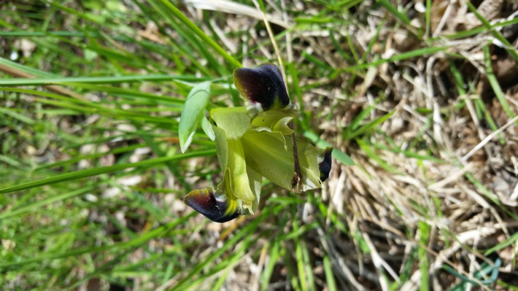 Iris tuberosa