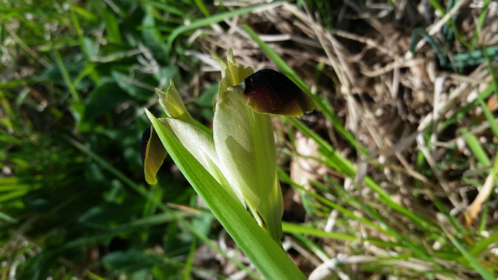 Iris tuberosa