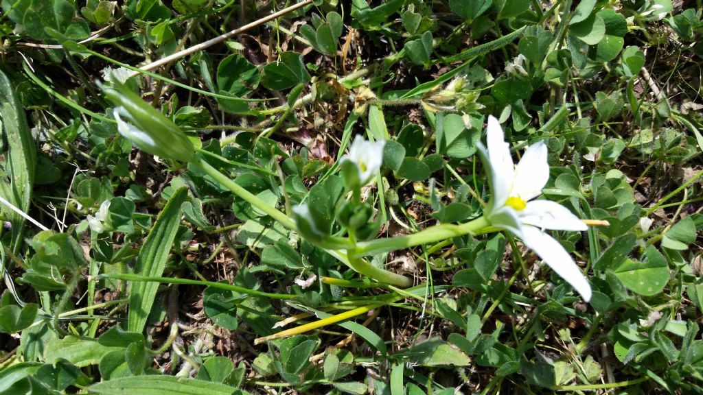 Ornithogalum sp.