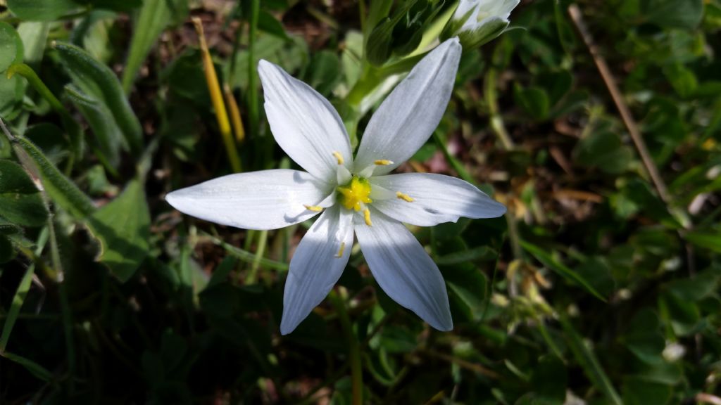 Ornithogalum sp.