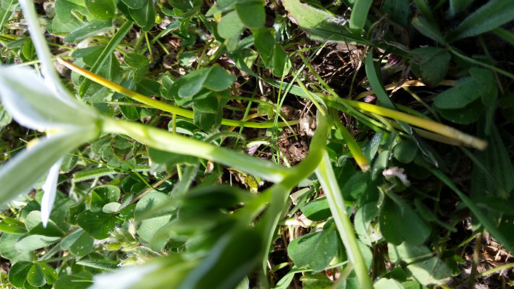 Ornithogalum sp.