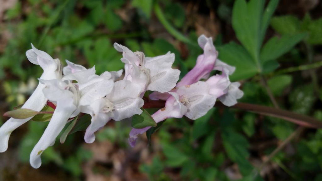 Corydalis cava  (Papaveraceae)