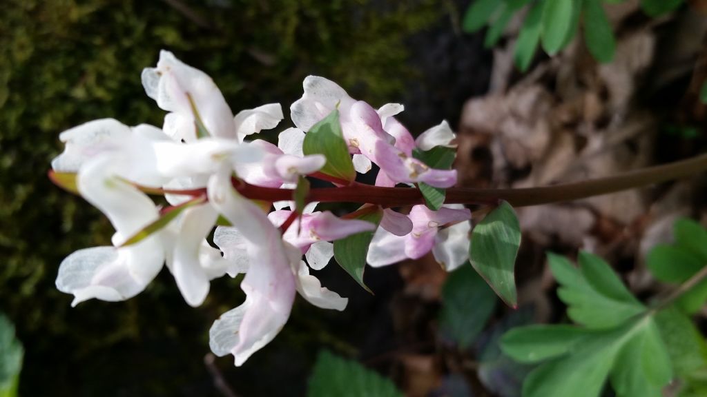 Corydalis cava  (Papaveraceae)