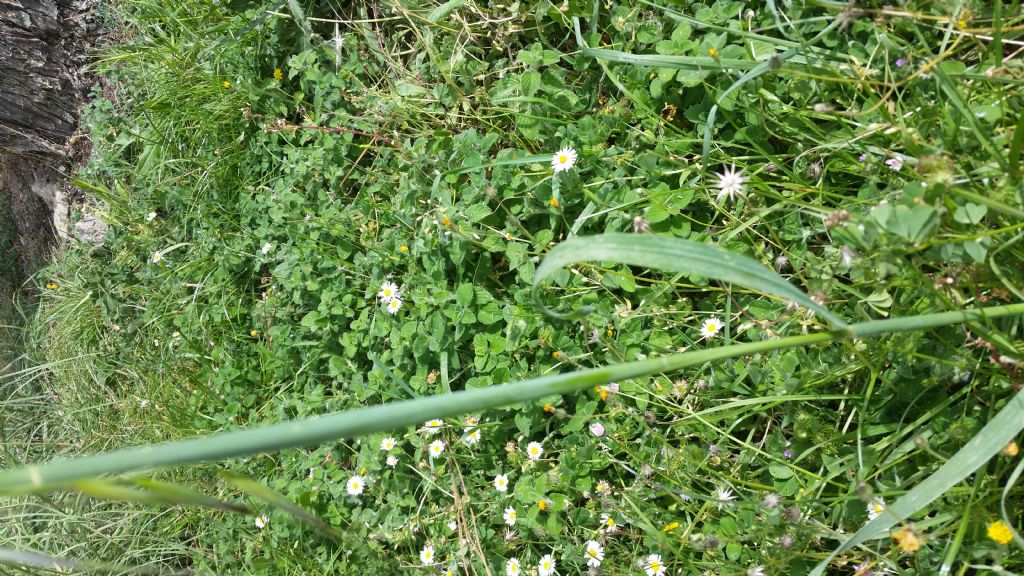 Avena sp.