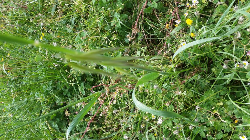 Avena sp.