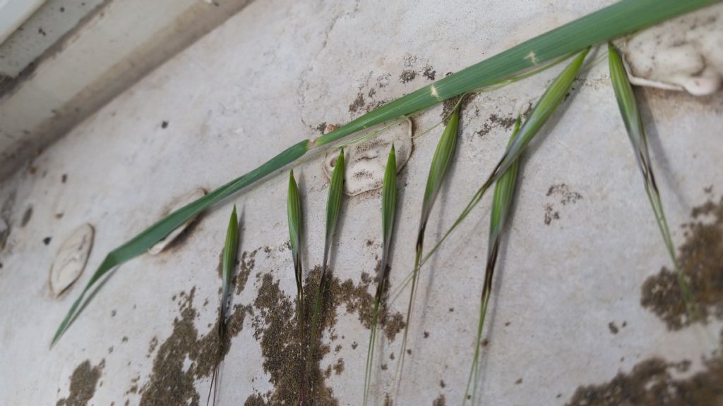 Avena sp.