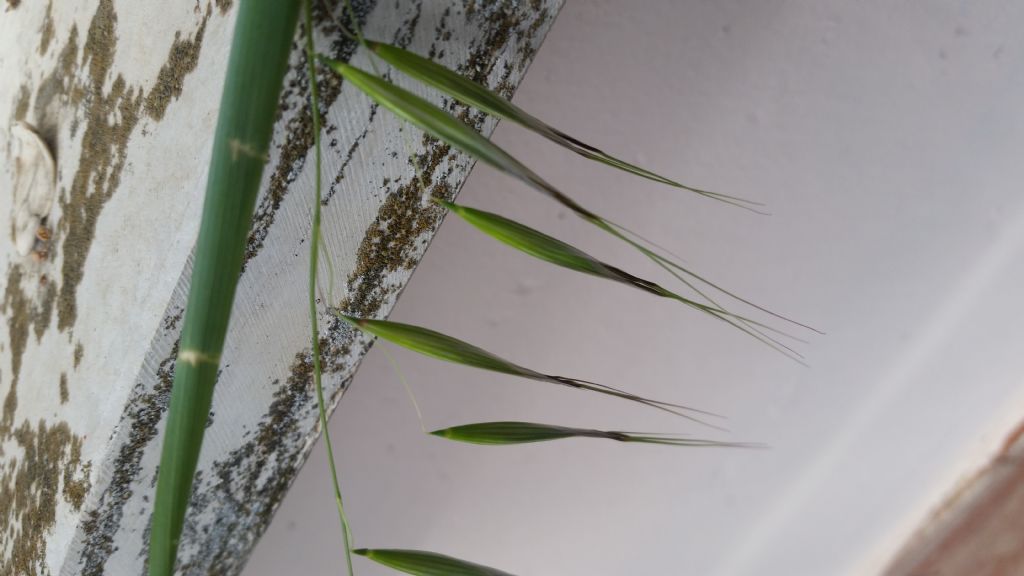 Avena sp.