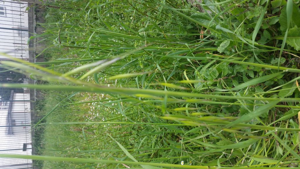 Avena sp.