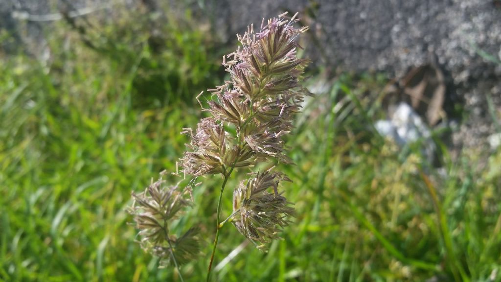 Graminacea ?.....Dactylis glomerata  (Poaceae)