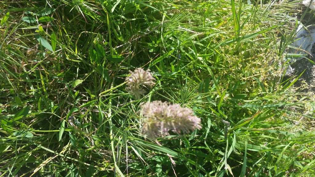 Graminacea ?.....Dactylis glomerata  (Poaceae)