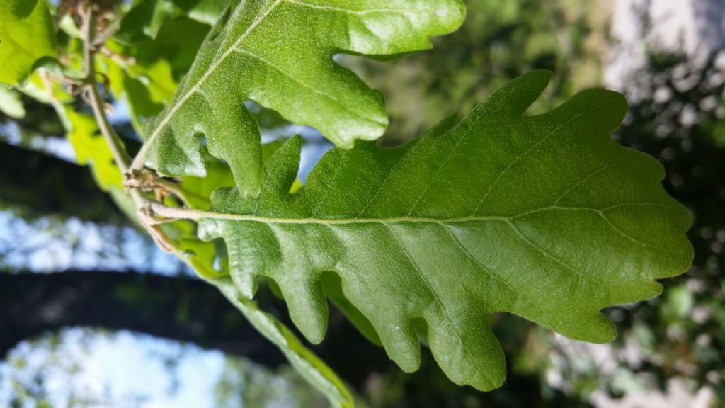 Che tipo di quercia?