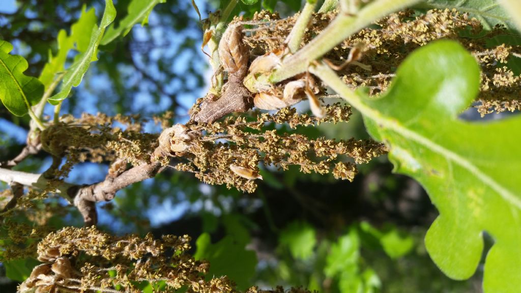 Che tipo di quercia?