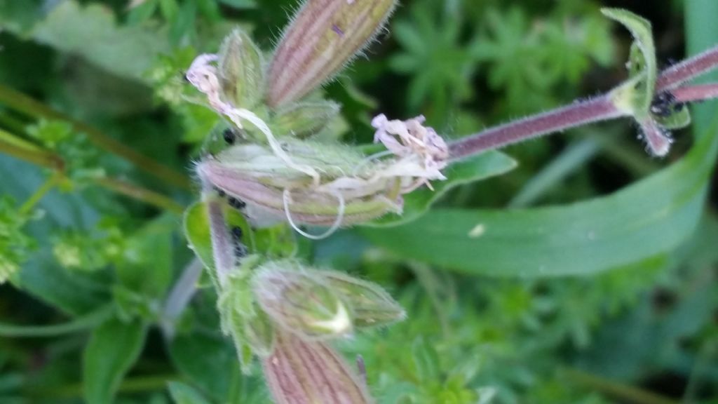 Tipo di silene