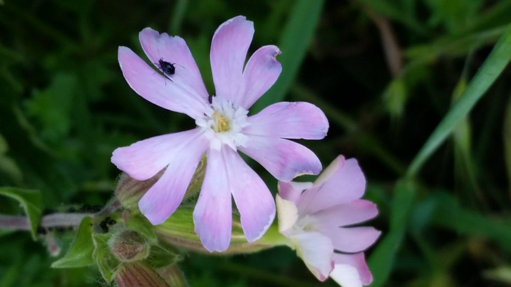 Tipo di silene