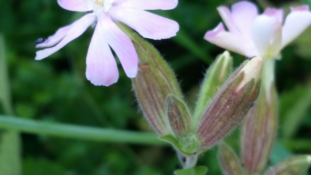 Tipo di silene