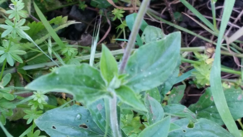 Tipo di silene