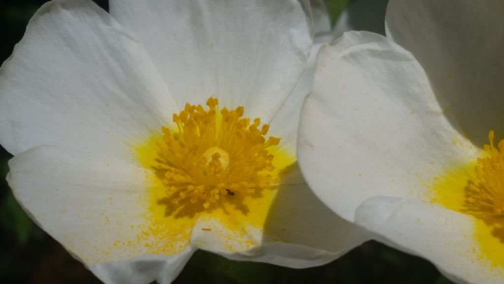 Cistus salvifolius / Cisto femmina
