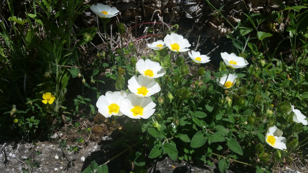 Cistus salvifolius / Cisto femmina