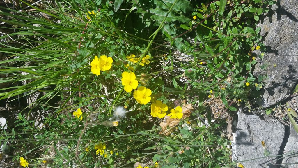 Helianthemum sp.