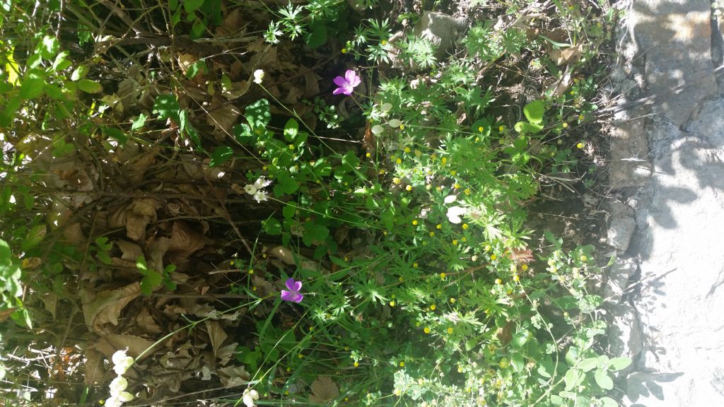 Geranium sanguineum