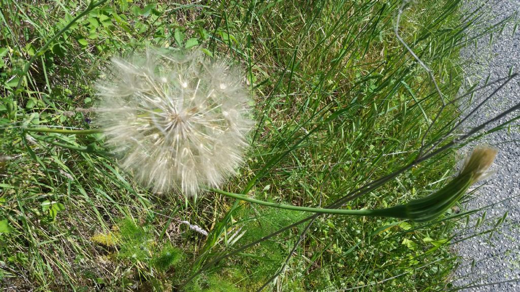 Soffione molto grande - Tragopogon sp.