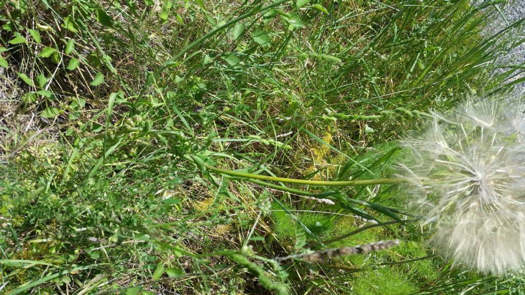 Soffione molto grande - Tragopogon sp.