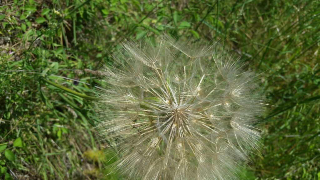 Soffione molto grande - Tragopogon sp.