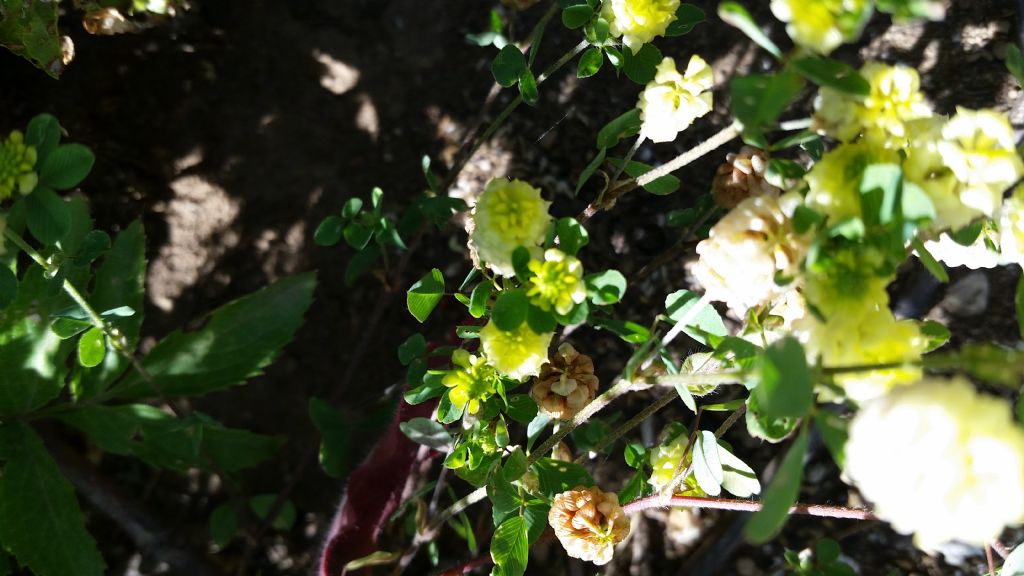 Trifolium campestre