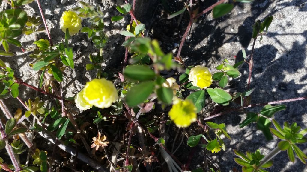 Trifolium campestre