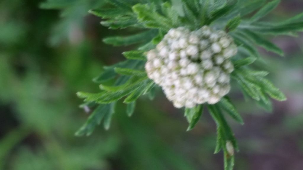 Che pianta  53? Achillea cfr. ligustica