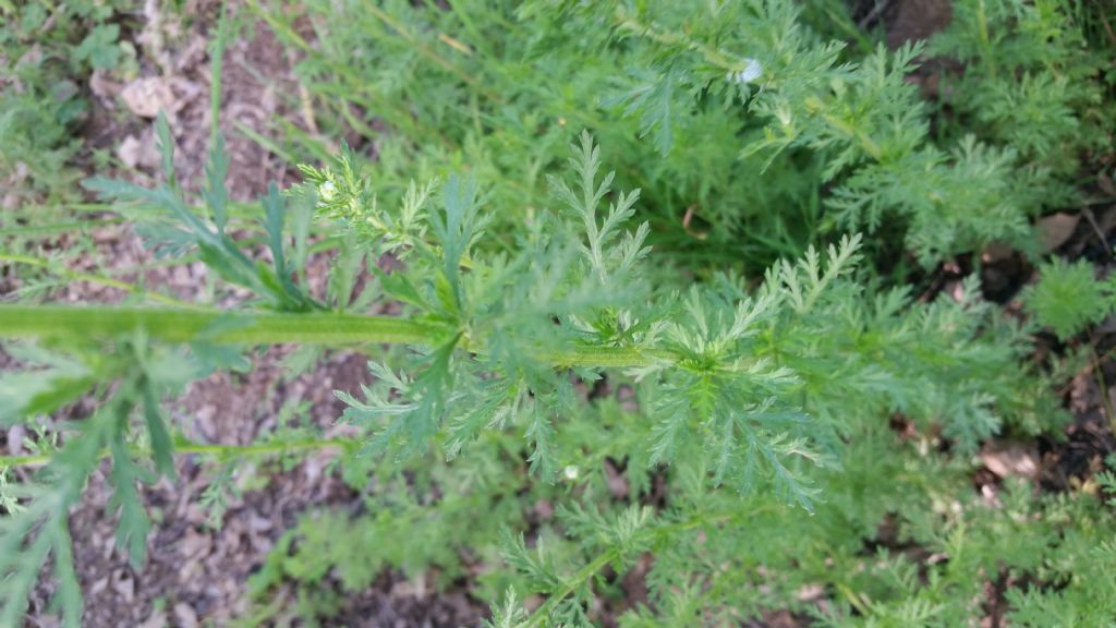 Che pianta  53? Achillea cfr. ligustica