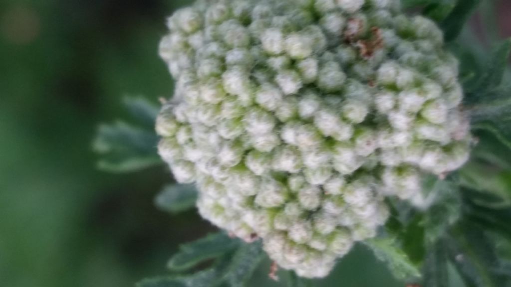 Che pianta  53? Achillea cfr. ligustica