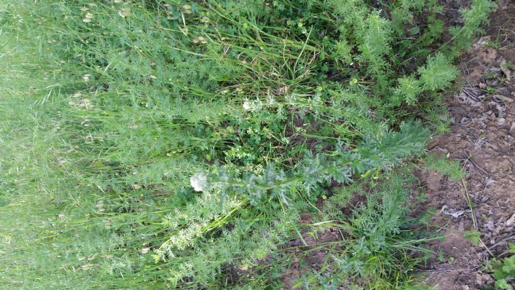 Che pianta  53? Achillea cfr. ligustica