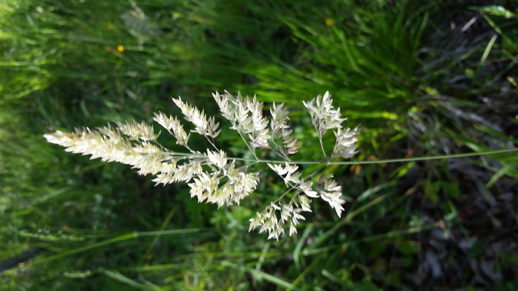Holcus sp. (Poaceae)