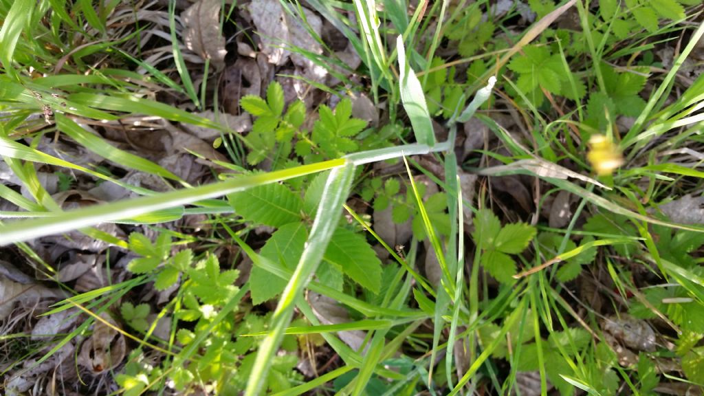 Holcus sp. (Poaceae)