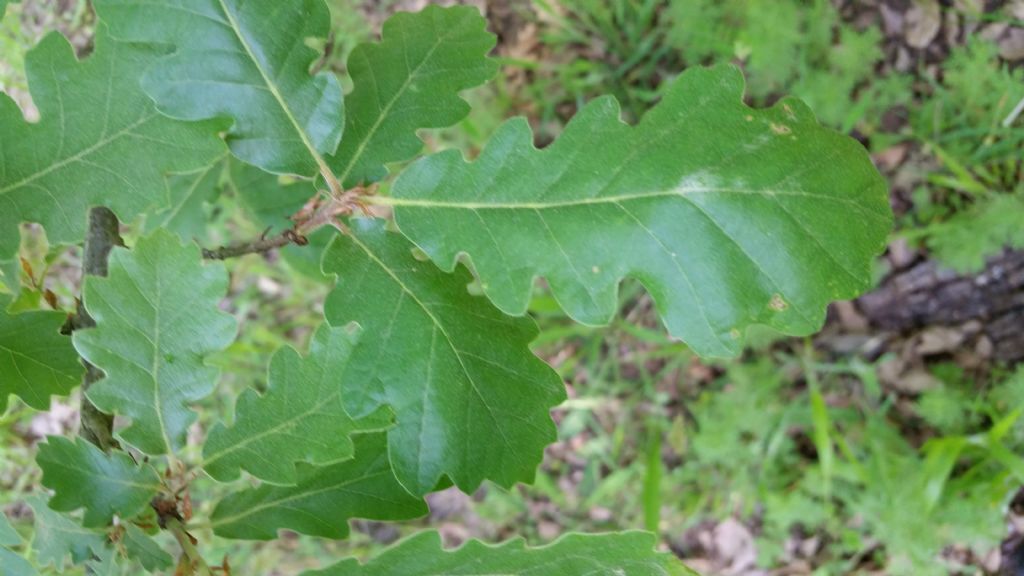 Quercus gr. pubescens