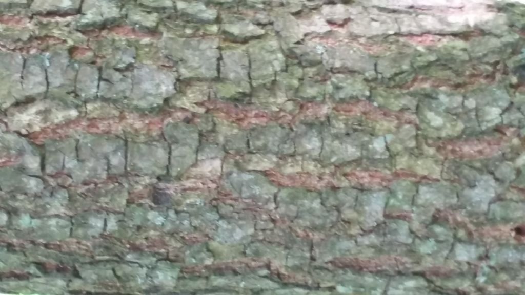 Quercus gr. pubescens