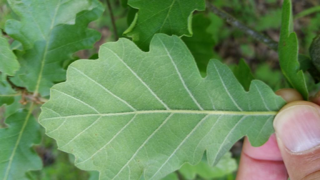 Quercus gr. pubescens