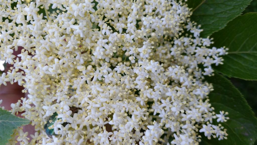 Sambucus nigra