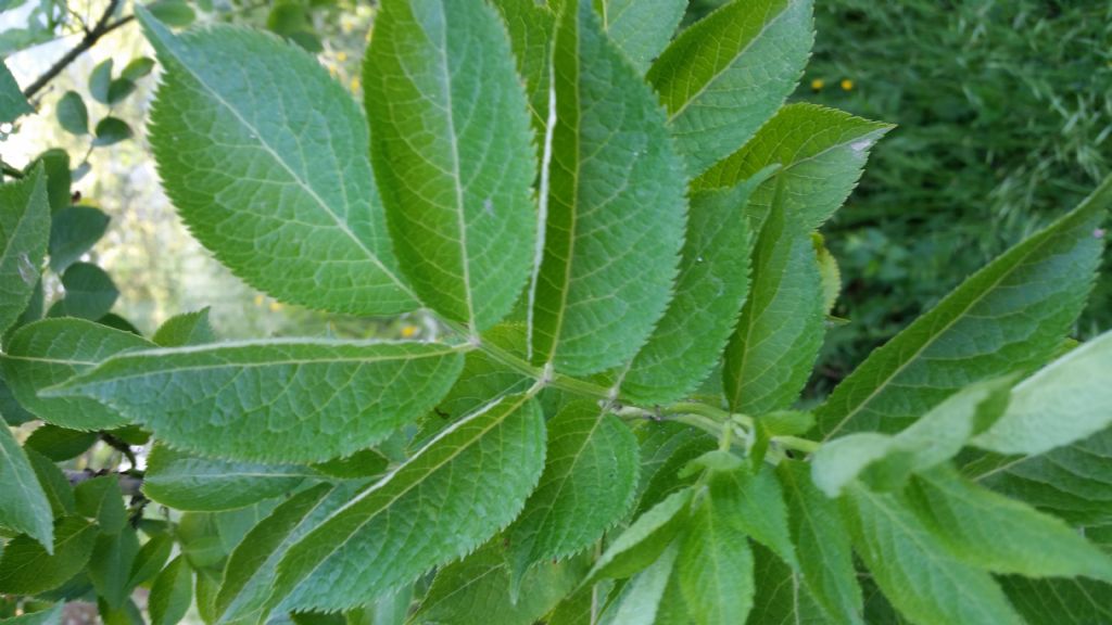 Sambucus nigra