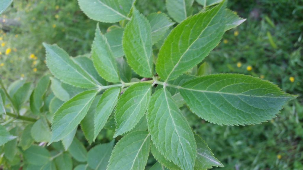 Sambucus nigra