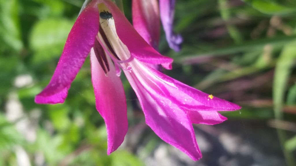 Gladiolus sp.