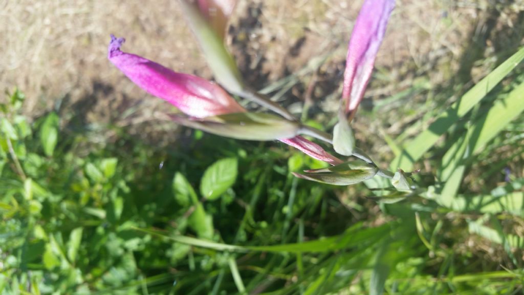 Gladiolus sp.