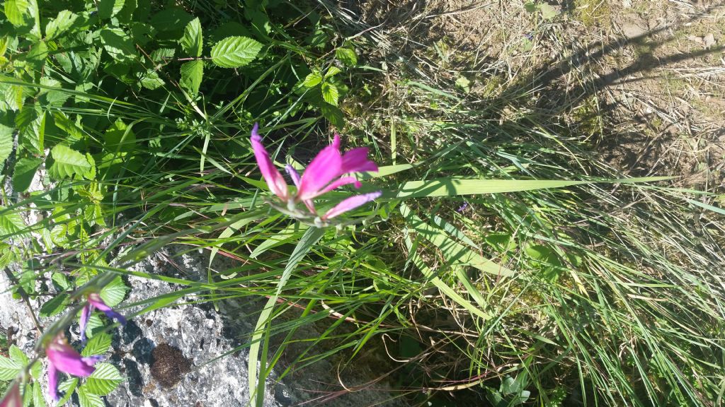 Gladiolus sp.