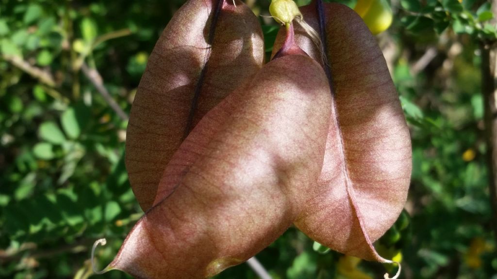 Colutea arborescens (Fabaceae)