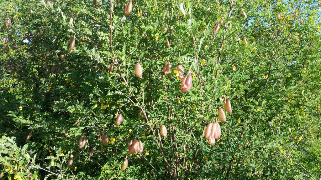 Colutea arborescens (Fabaceae)