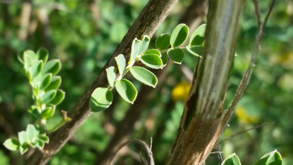 Colutea arborescens (Fabaceae)