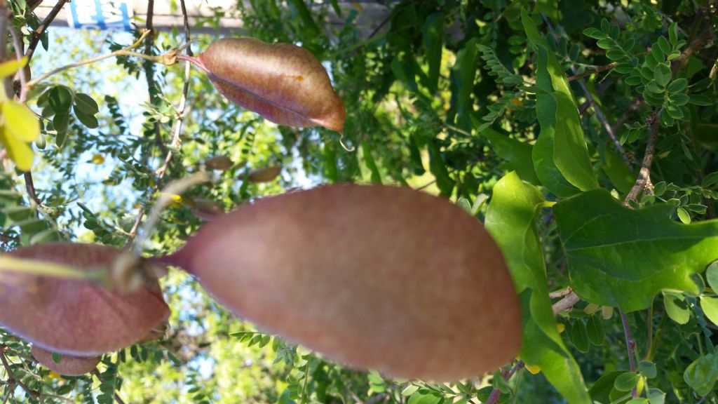 Colutea arborescens (Fabaceae)