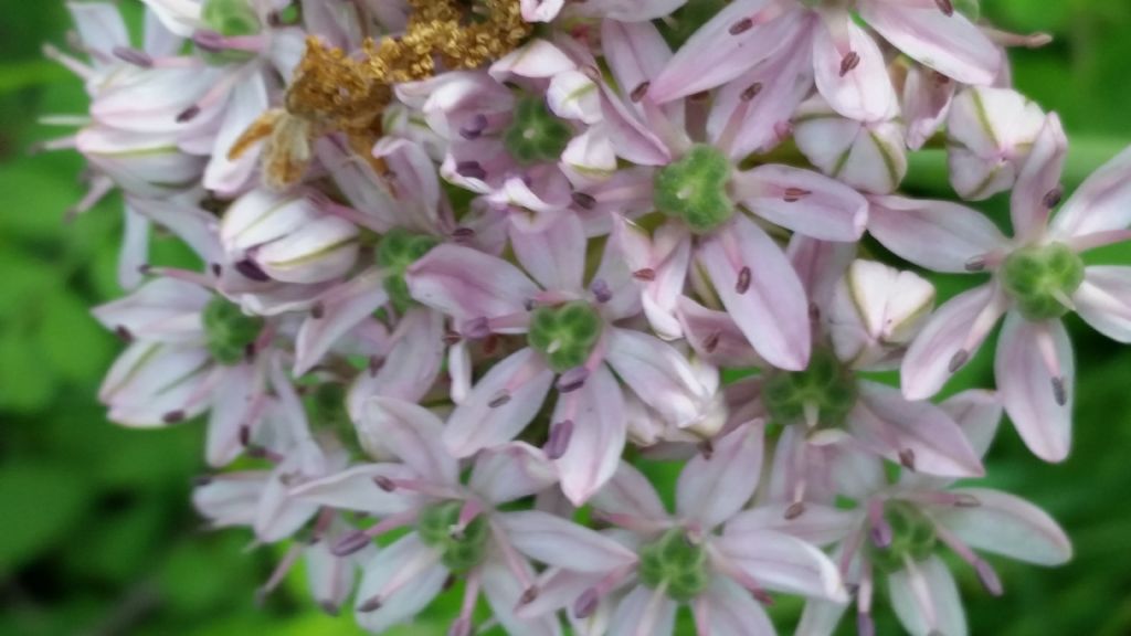 Allium nigrum